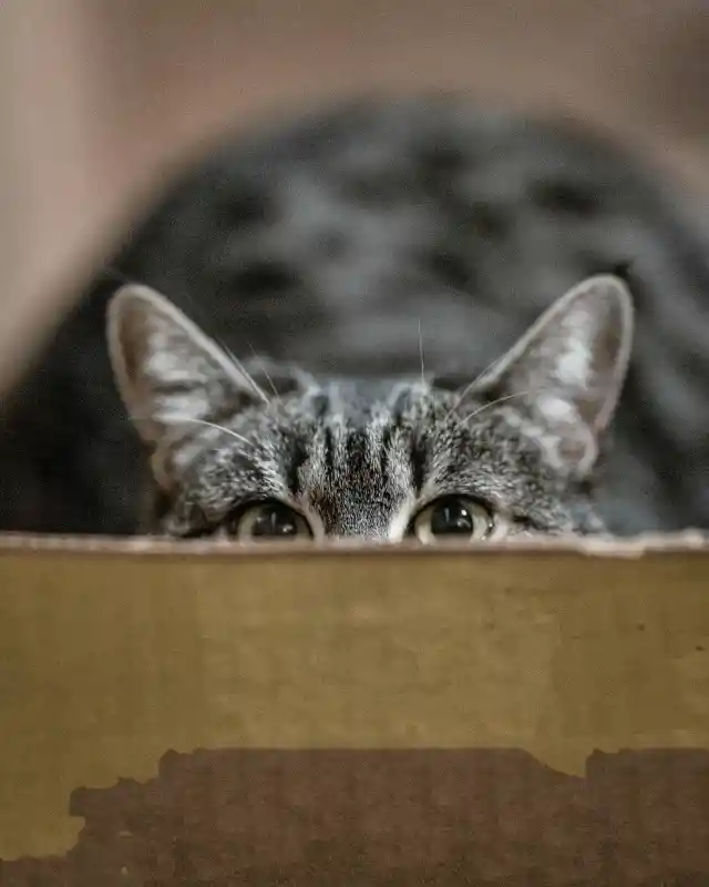 Why Do Cats Play Hide And Seek?