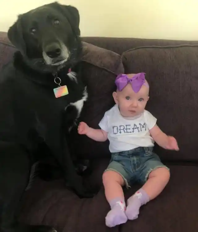 Furry Companions