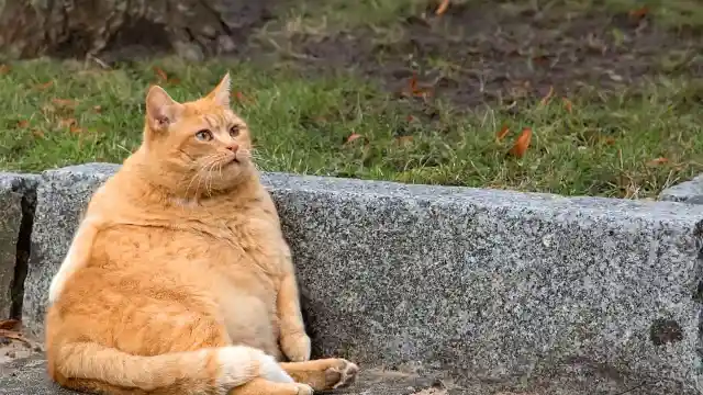 An Animal Shelter