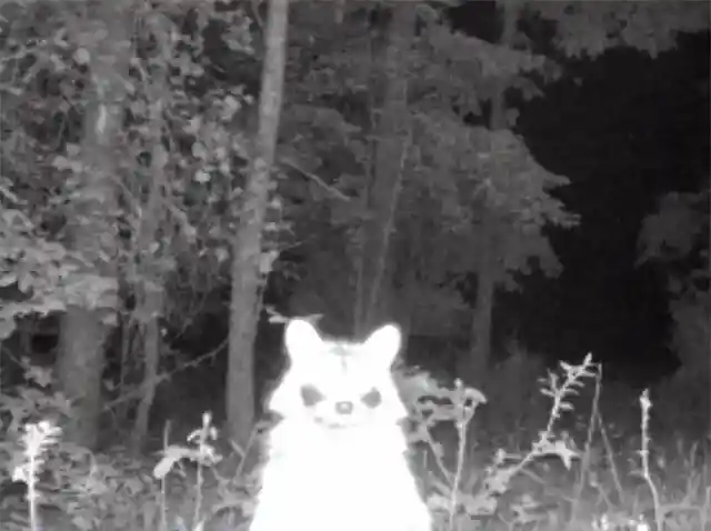 Trail Camera Photos Reveal What Animals Really Do In The Woods