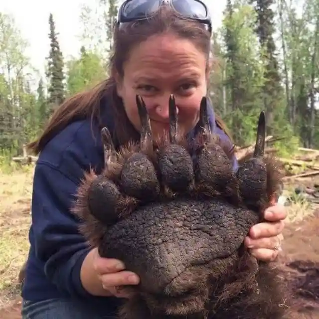 40 Animals That Will Shock Everyone With Their Size