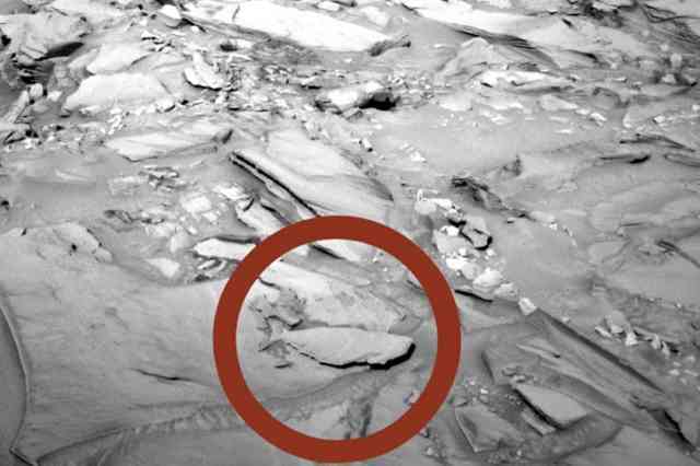 Fish on Mars?
