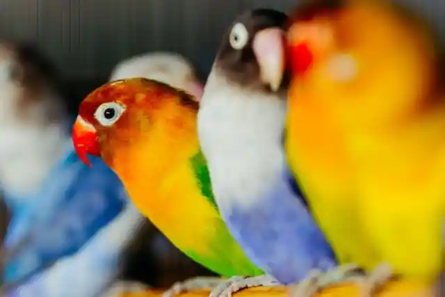 A Small Lovebird