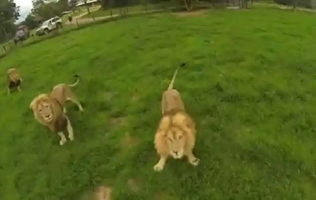 Prowling Lions