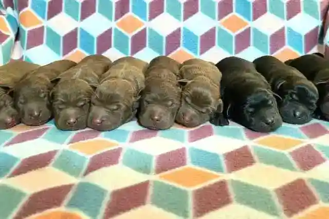 彼女たちを特別にしたもの