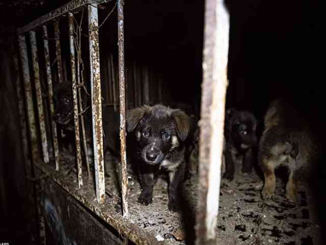 Caged Souls