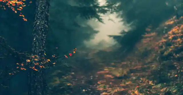 The Dark Trail