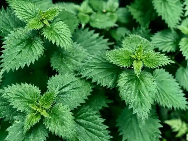 Why You Should Add Stinging Nettle to Your Diet