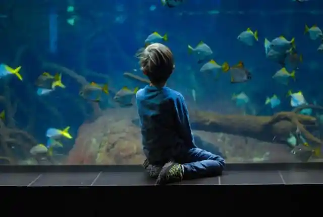  If 12 fish are in an aquarium and six drown, how many fish are in the aquarium?