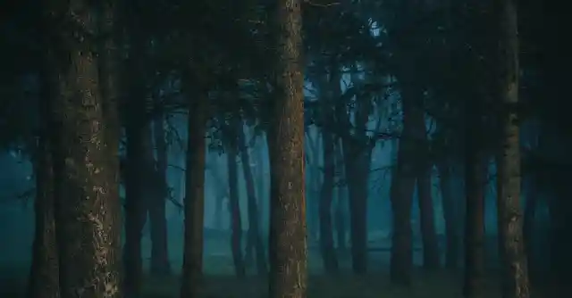The Tree