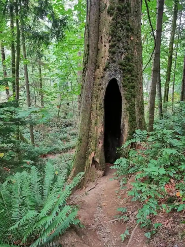 A Logging Business Owner Spots Something Odd With One Of His Trees, And His Suspicions Were Confirmed