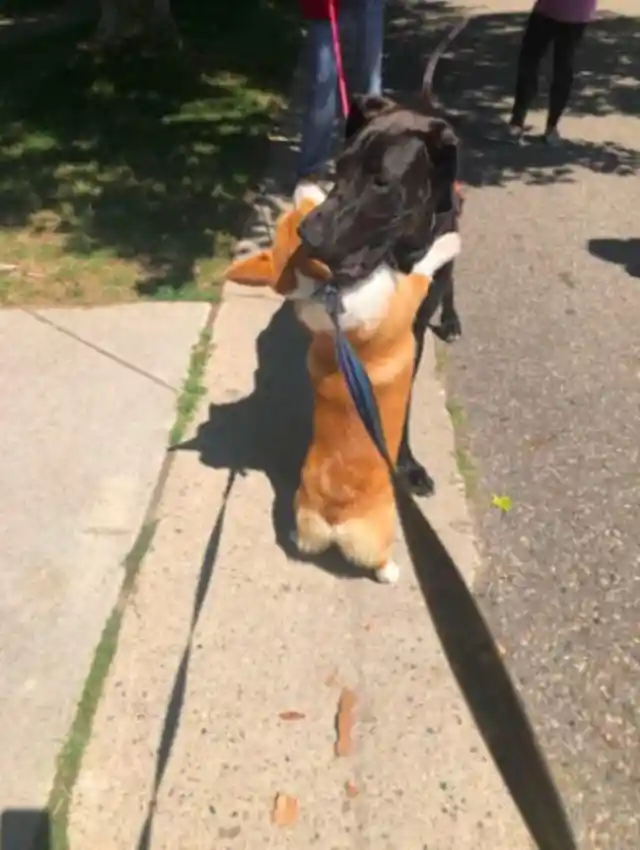 Wallace The Corgi Hugs Every Dog He Meets On His Walks