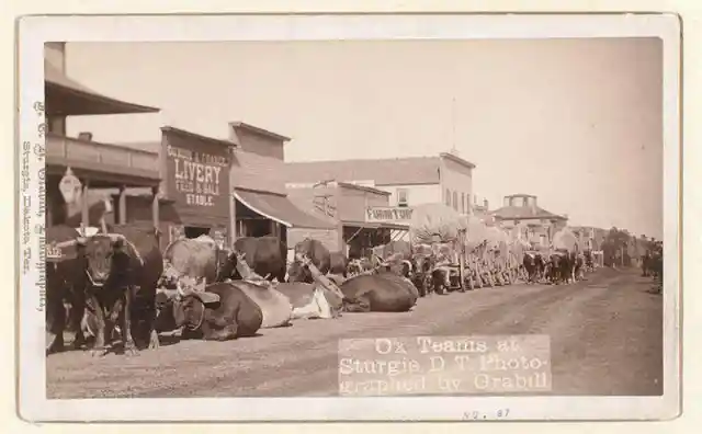 Ox Teams At Sturgis