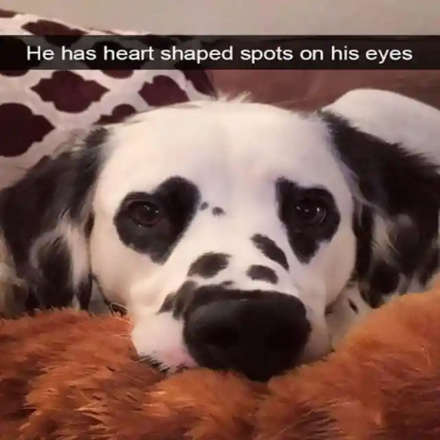 Adorable and Heartwarming Dog Moments Caught on Camera