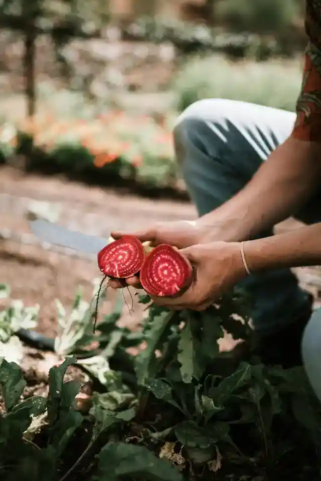 Beetroot