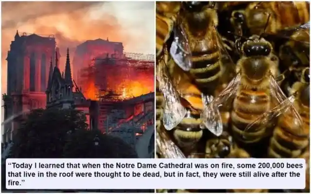 Fireproof Bees?