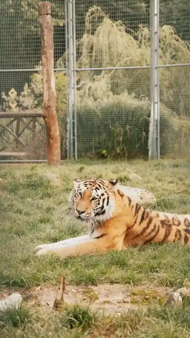 Move away from the cage