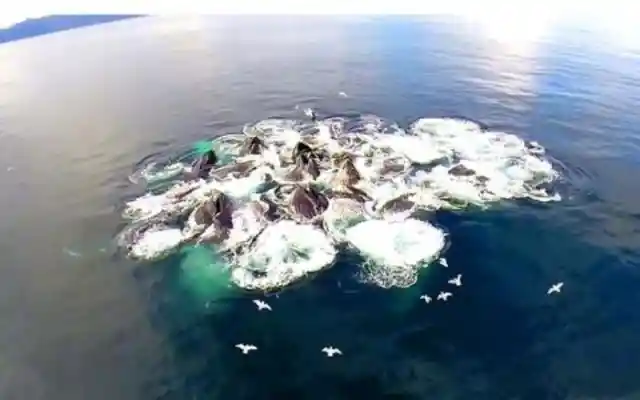 A Family Of Whales