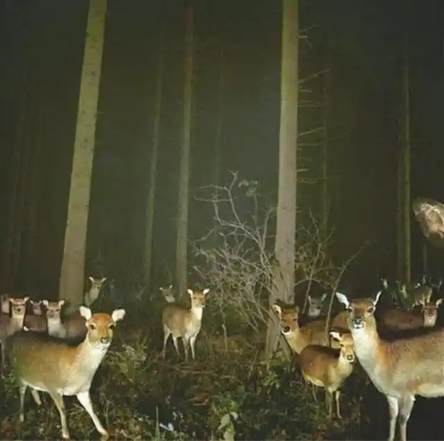 “The Deer Illuminati Meeting”