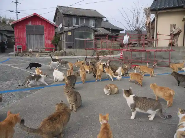 Cat Island (Tashirojima), Japan