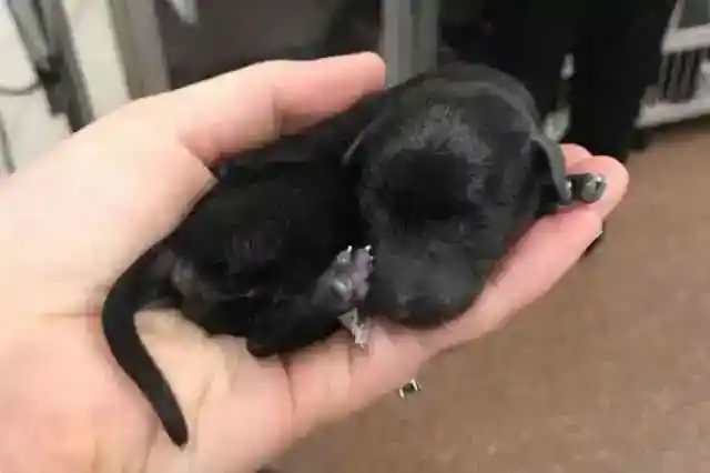 似ていない理由