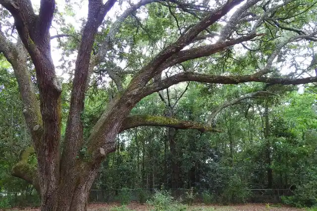 Hombre Escucha Sonidos Extraños Procedentes De Viejo Árbol, Llama A Las Autoridades Cuando Ve Lo Que Hay Dentro