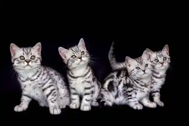 Four Adorable Kittens 