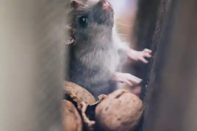 Rat King