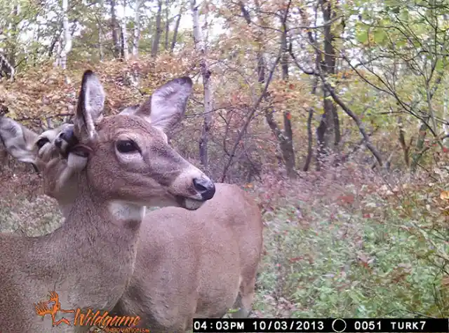 Deer...Intimacy