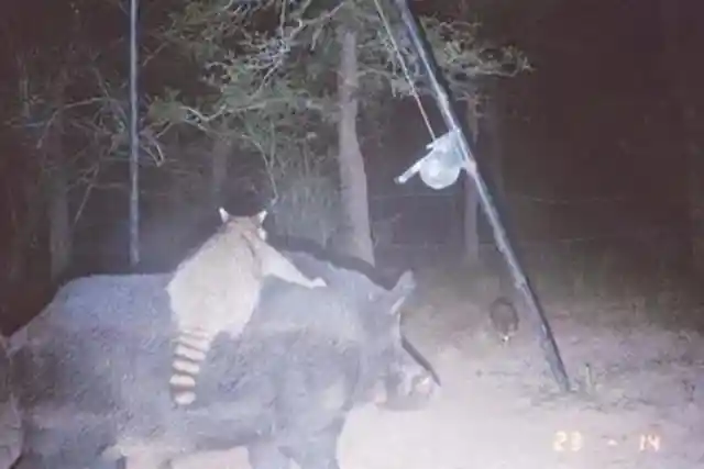 A Raccoon Riding a Wild Pig