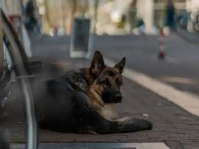 After 9 Days Missing, Toddler Found at Deputy’s House Thanks to K9