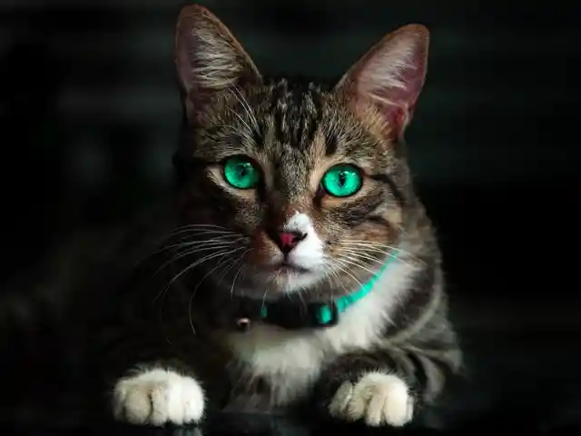 Secret Cat Time