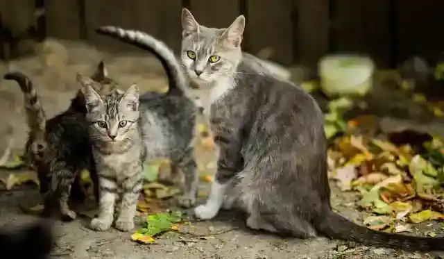 彼は彼女の心を奪った