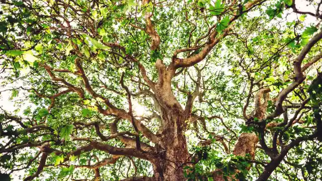 Neighbor's Tree Trimmed by Overbearing Grandmother Faces Unexpected Consequences