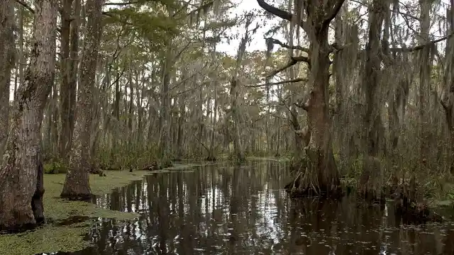 Going Through The Swamp