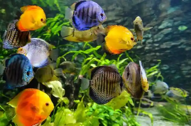 There are 12 fishes in an aquarium, and all died except 9. How many living fishes remain in the tank?