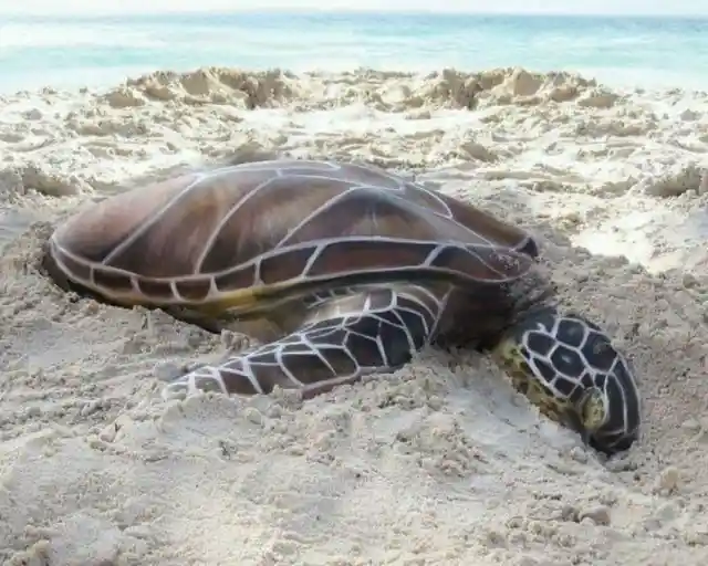 Save The Turtles