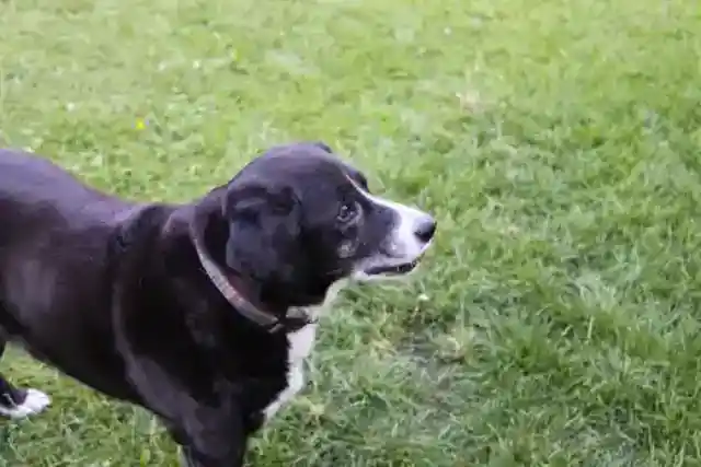 While My Sisters Fought for Grandma's House, All I Took Was Her Old Dog — I Was Speechless When I Scanned the QR Code on His Collar