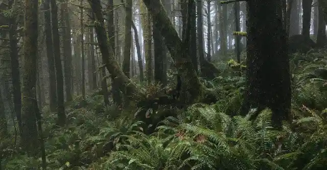 Into The Forest