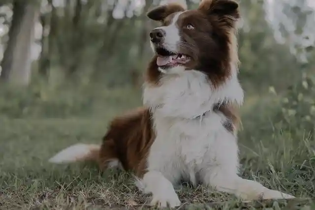 Barking