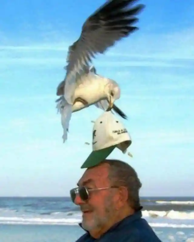 Seagulls Are The Pigeons Of The Sea