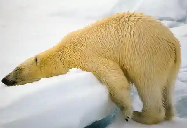 Polar Bear’s Frosty Rest