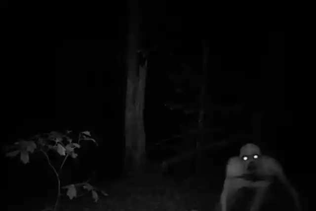 Disturbing Forest Creature