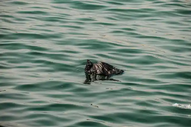 Dad Notices Something In Water, Learns A Lesson