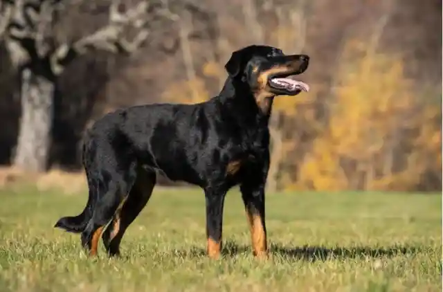 Do Dogs Perspire Through Their Tongues?