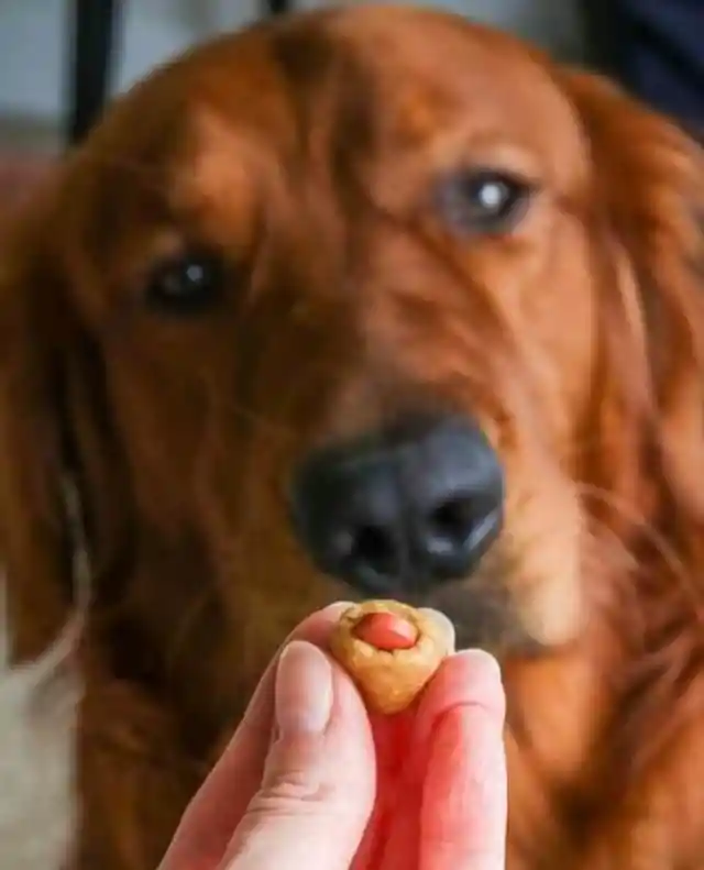 Convincing Your Dog to Take Medicine