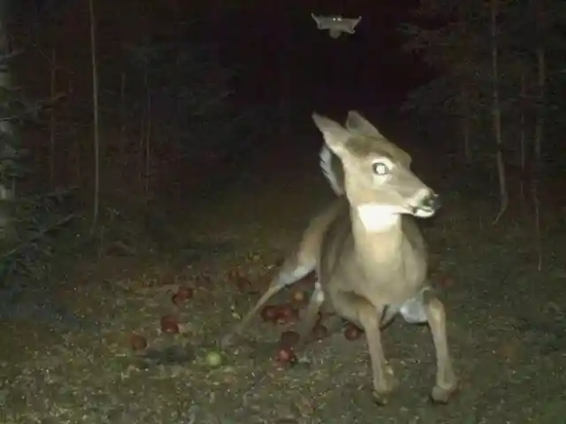 A Deer Haunted by a Flying Squirrel