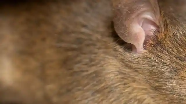 Mass Of Fur