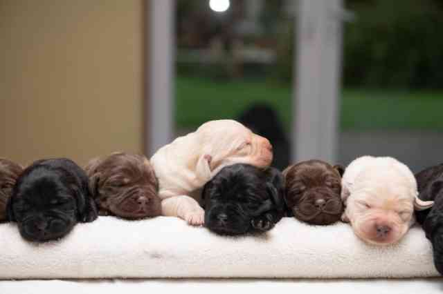 How Many Puppies Would She Bear?