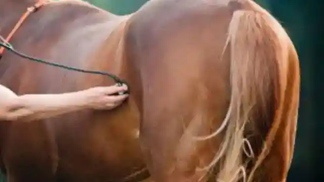 A Visit From The Vet